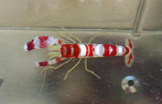  Alpheus randalli (Randalls Pistol Shrimpl)